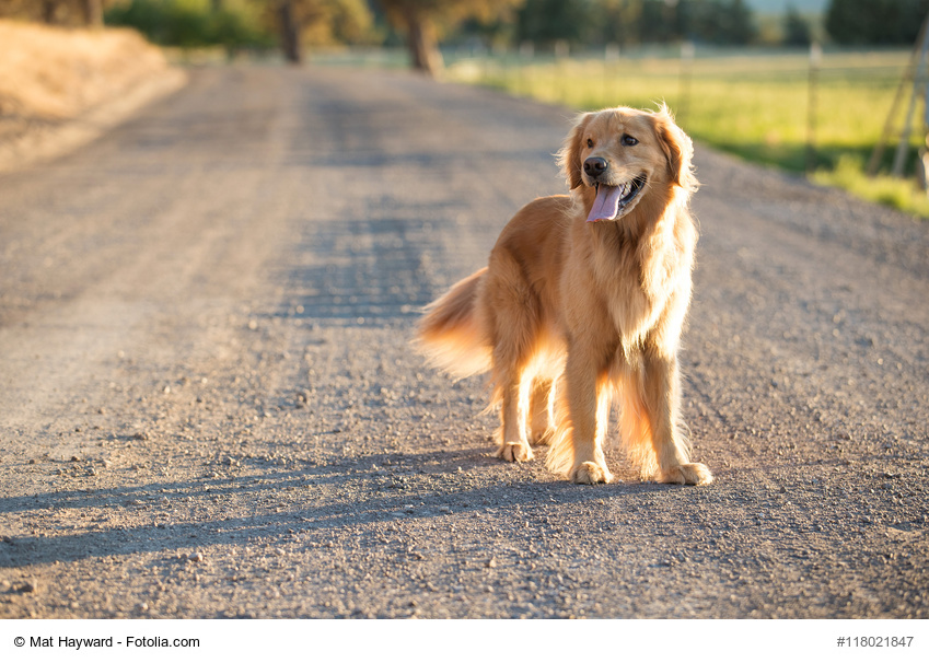 Fotolia_118021847_S_copyright.jpg